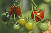 Foto af Tomat (Solanum lycopersicum). Fotograf: 