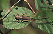 Dark Bush-Cricket on a leaf of Blackberry