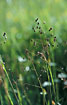 Flowering Quaking-Grass