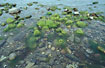 Stone beach with lots of green-algae