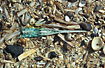 The remains of a Garfish among washed up seashells