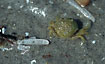 A little Common Shore Crab