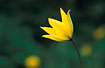 Foto af Vild Tulipan (Tulipa sylvestris). Fotograf: 