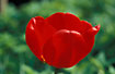 A red Tulip