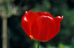 Flowering red Tulip