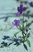 Flowering subspecies curtisii of Wild Pansy. Common in danish duneareas