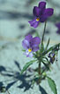 Flowering Wild Pansy subspecies curtisii. Common in danish duneareas
