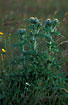 Spear Thistle in evening ligth