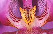 Stigma from a large orchid