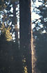 Foto af Skov-Fyr (Pinus sylvestris). Fotograf: 