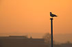 Common Gull in the red light of the sunset
