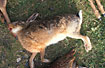 Dead European Hare