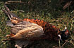 Dead pheasant