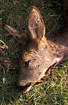 Dead Roe Deer