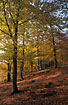 Autumn in the beech-forest