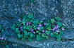 Flowering Ivy-leaved Toadflax
