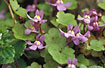 Flowering Ivy-leaved Toadflax