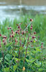 Flowering Water Avens at the riverbank