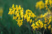 Photo ofPetty Whin (Genista anglica). Photographer: 
