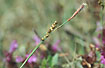 Foto af Hirse-star (Carex panicea). Fotograf: 