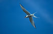 Arctic Tern flying overhead