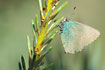 Foto af Grn Busksommerfugl (Callophrys rubi). Fotograf: 