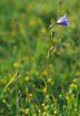 Photo ofPeach-leaved Bellflower (Campanula persicifolia). Photographer: 