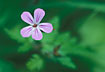Photo ofHerb-Robert (Geranium robertianum). Photographer: 