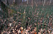 The forest floor is covered with Rough Horsetail