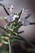 Flowering Rosemary (culture)
