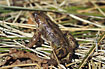 Common Frog on its way to the pond