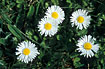 Flowering Daisy