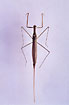 Water Stick Insect on a insect-nettle (museumsdyr)