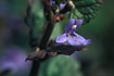 Flowering Ground-Ivy
