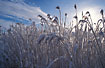 Reedbed after snowstorm