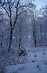 Snowcovered beech-forest