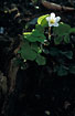 Flowering Wood-Sorrel