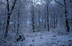 Snowcovered beech-forest