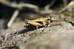 Photo ofCommon Ground-hopper (Tetrix undulata). Photographer: 