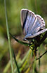 Photo ofAlcon Blue (Maculinea alcon). Photographer: 