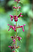 Photo ofHedge Woundwort  (Stachys sylvatica). Photographer: 