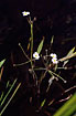 Flowering Lesser Water-plantain