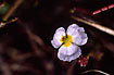 Flower of Lesser Water-plantain