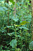 Flowering Hedge Woundwort
