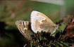Photo ofLarge Heath (Coenonympha  tulia). Photographer: 