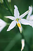 Flowering Anthericum liliago