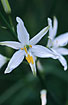 Flowering Anthericum liliago - a vulnerable species in Denmark