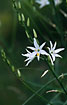Flowering Anthericum liliago - a theathened species in Denmark