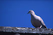 Collared Dove on a roof