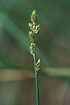 Photo ofWhite Sedge (Carex canescens). Photographer: 